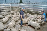 Devastan las lluvias 15 mil hectáreas agrícolas