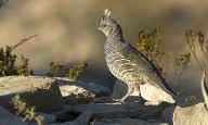 Quail Surveys Raise Expectations for Another Quality Hunting Season