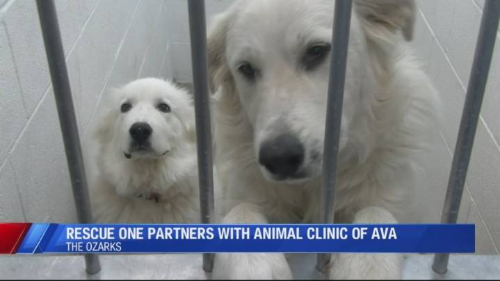 Rescue One Clinic finds new veterinarian, thanks community for helping them