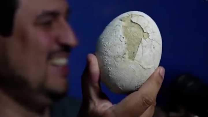 Streaming del Conicet: paleontólogos hallaron un huevo de dinosaurio carnívoro