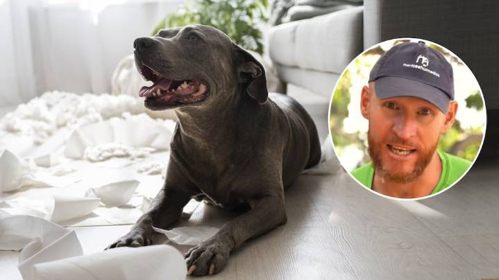 Alan Peiró, adiestrador canino: “Si tu perro está alterado o excitado, no lo castigues”