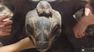 🐣 De 18 huevos, 13 nuevas vidas: Seychelles logra hazaña científica para salvar a las tortugas gigantes