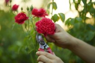 When is the best time to prune the roses in your garden?