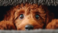 Por qué tu perro te mira fijo y qué intenta comunicarte, según un adiestrador canino