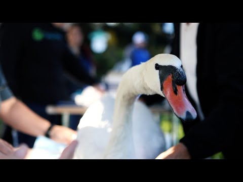 Lakeland swans get royal checkups during 45th Swan Roundup