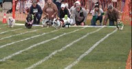 Corgis compete for top dog title in first-ever races at Missoula's Ogren Park