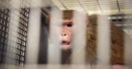 Animal abusers are getting off easy