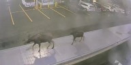 Moose Captured on Camera at St. John’s International