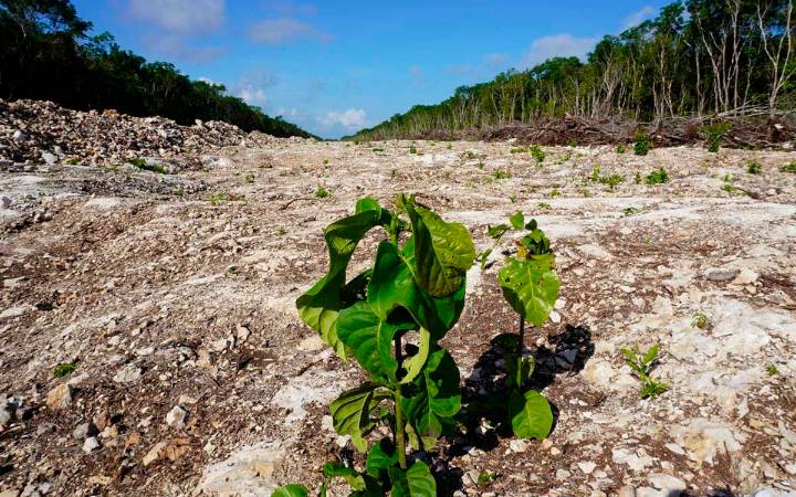 Propuesta de ministra podría impedir que organizaciones defiendan causas: Greenpeace