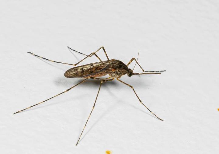 Mosquitos en Islandia: el hallazgo histórico que confirma el avance del cambio climático hacia el Ártico
