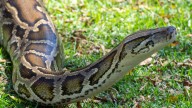 Florida snake-filled lakes are in these places. Any near you?