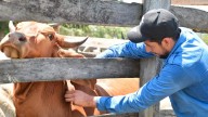 Gusano barrenador no cede en Puebla: confirman nuevo caso en el estado