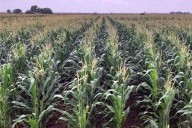 Sube importación de sorgo ¡2,728%!