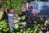 Temporada de lluvias 2025 en Yucatán: qué hacer y dónde reportar árboles caídos