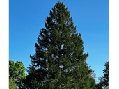 Here’s where the 2025 Rockefeller Center Christmas tree is coming from