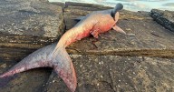 Dramatic images of Shark found dead on rocks at Scottish coastline