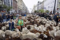 Madrid se prepara para un domingo con cortes y desvíos por la Trashumancia, carreras y una manifestación por Palestina