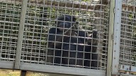 Kentucky primate sanctuary shares impact of Jane Goodall