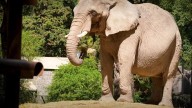 Murió Pupy, la elefanta símbolo del antiguo zoológico de Palermo