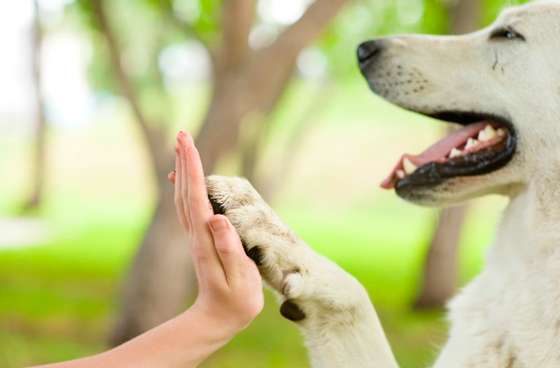 Día Mundial de los Animales busca crear conciencia y protección