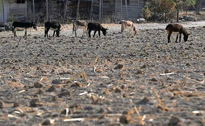Cae producción de cereales en México, alerta la FAO