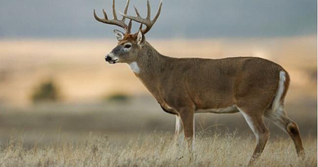 White-tailed deer illegally shot and left to waste
