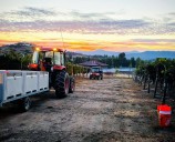 Six Oregon wineries where harvest time is fun time
