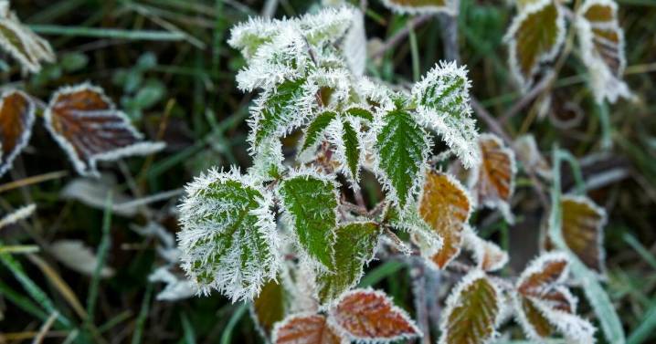 Brrr! Freeze warnings in effect as temperatures drop below freezing