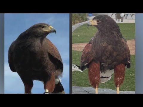SoFi Stadium hawks used to deter other birds stolen, police say