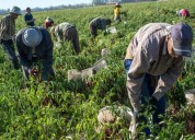Comunicado de prensa Colombia impulsa la biodiversidad en la agricultura con “Operación Polinizador”