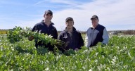 Faba beans bloom in Southern NSW: crop comeback in dual cropping