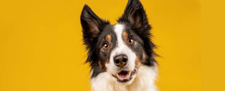 Gifted Dogs Show They Can Learn Language Skills Thought Unique to Humans