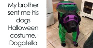 88 Wholesome Animal Memes To Make You Forget Your Worries For A While (New Pics)