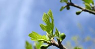 Calor y mucho viento en el Alto Valle esta semana: los días claves con rafagas de hasta 69 km/h