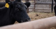 Cattle ranchers face uncertainty as Trump proposes importing Argentine beef