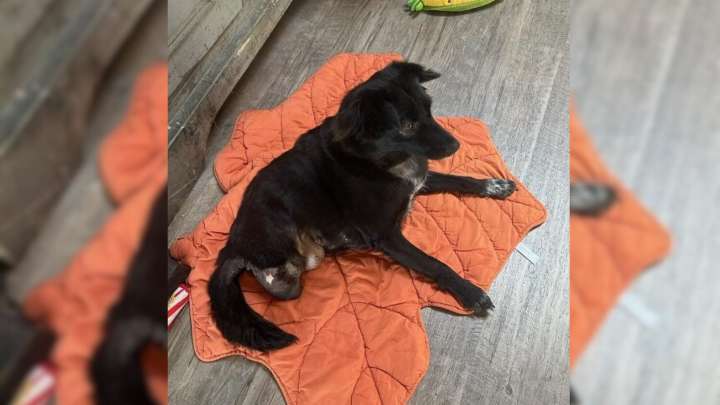 New York Rescue Dog Overcomes Abuse And Disability, But Her Biggest Challenge Remains