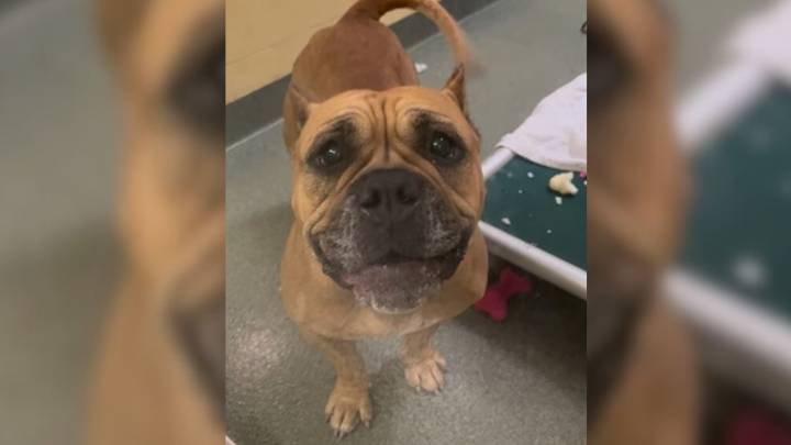 Florida Shelter Dog Finds Love, Then Faces Heartbreak When Her Family Brings Her Back