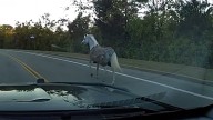 Franklin Police help snag escaped horse seen roaming neighborhood