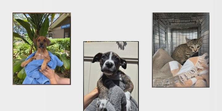 Critical shortage: Hawaiian Humane Society calls for towel and blanket donations