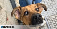 La mala pata de Zula, la perrita que no pudo ser adoptada por las consecuencias de un atropello y que ahora busca una familia