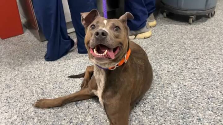 Hillsborough College partners with Pet Resource Center