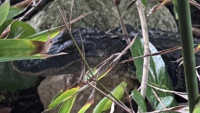 Not-so-happy hour: Gator spotted by entry to bar