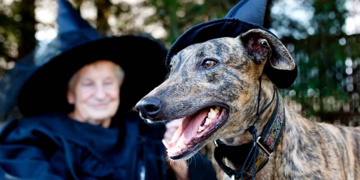 MDARD reminds pet owners to keep animals safe this Halloween