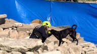 Search and rescue teams travel to Lincoln to get dogs FEMA