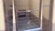 Just 7 Weeks Old, California Shelter Puppy Waits Alone Behind Cold Kennel Bars