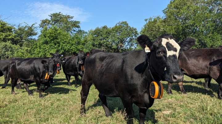 Ranchers are using ‘virtual fencing’ to move their cattle