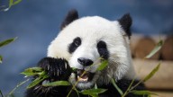 Federal shutdown: Smithsonian museums and National Zoo set to close : NPR
