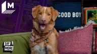 Good Boys dog, Indy, and filmmakers play Choose Your Squad