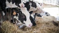 Dermatosis nodular contagiosa afecta a 17 granjas en Girona y obliga al sacrificio de 2 500 animales