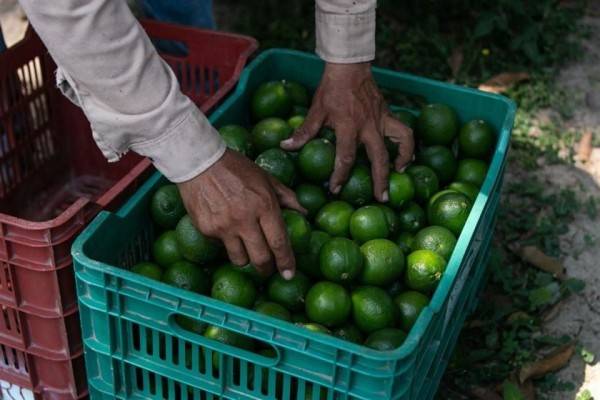 Pierde Huasteca 80% de cítricos